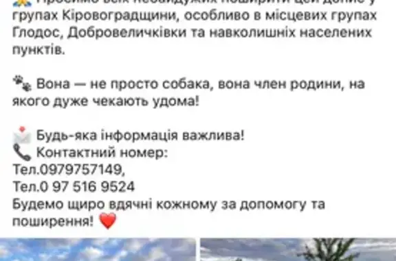 Зникла собака, Юріївка, Кіровоградська область, Юр'ївка — дівчинка зі шрамом на правій щоці - photo