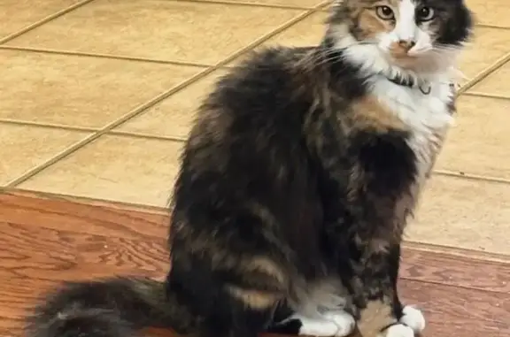 Lost cat, Quail Ridge Road, Elmore, Arlington — female calico with crossed eyes - photo