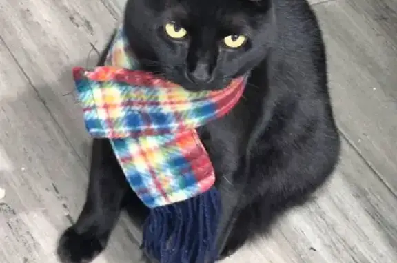 Lost cat, Erringer Road, 1291, Simi Valley — female with a white tummy spot - photo