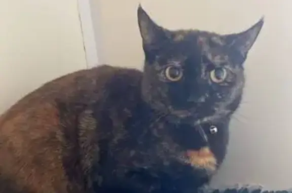 Lost cat, Stonegate Road, 155, Adel — brown tortoiseshell female cat - photo