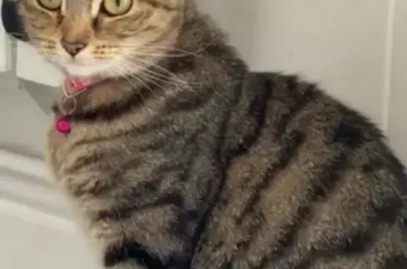 Lost female cat, Heather Road, Birmingham — pink collar with white paw prints - photo