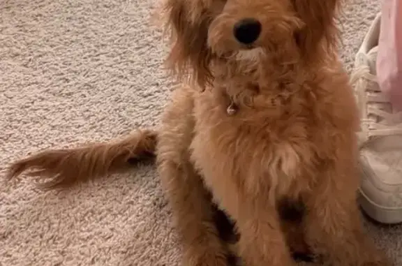 Lost Dog Female, Toll Mountain Street, 6921, North Las Vegas, Las Vegas — small apricot mini Goldendoodle - photo