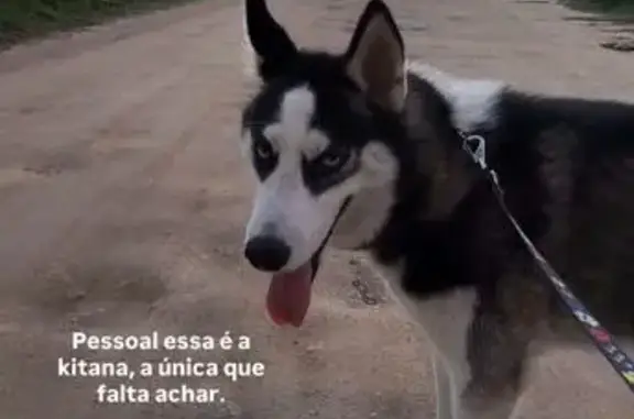 Cachorro perdido, Rua Aimores, 191, Araruama — husky siberiana vista em Bananeiras - photo