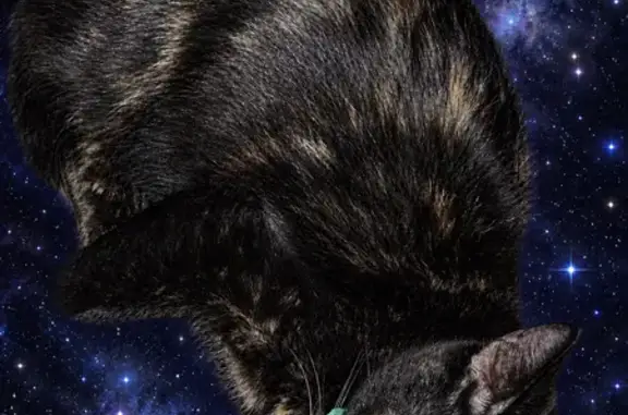 Missing cat Azusa, photo: Lost cat, West Medlock Drive, 7728, Glendale, Azusa — female with yellow eyes
