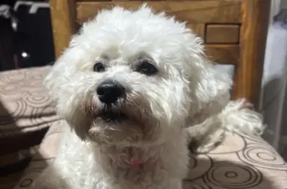 Perro perdido, hembra, Cimatl, 29, Ecatepec de Morelos, Mexico City — pequeña y lanuda - photo