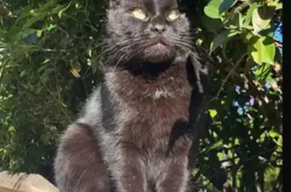 Lost and found pets Australia, photo: Lost cat, Bowden Road, 2D, Central Coast Council, Woy Woy — timid male with green eyes