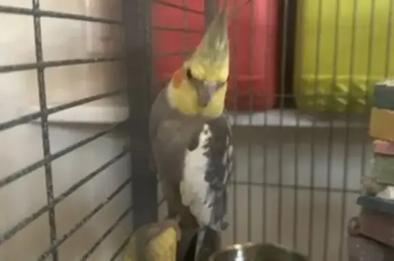 Lost bird, male, Winter Spring...