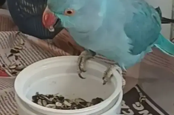 Lost pets Granville, photo: Lost Bird, Woodville Road, Sydney, Granville — shy blue Indian ringneck