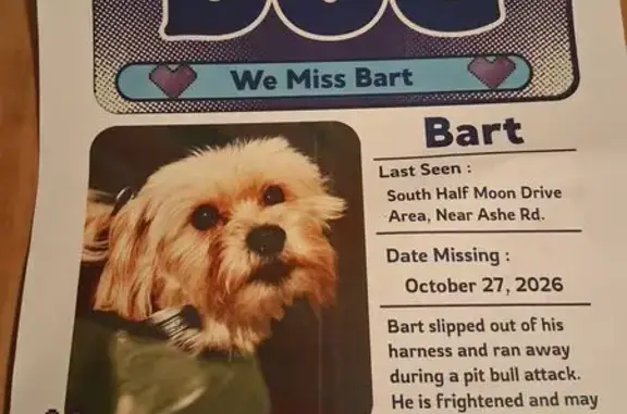 Lost pets Bakersfield, photo: Lost dog, Ginseng Lane, 3405, Bakersfield — beige Maltese, male
