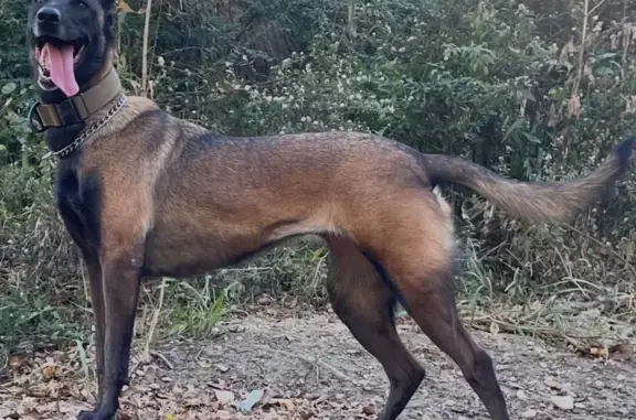 Lost pets Forest Hill, photo: Lost Dog, Wichita Street, 5925, Forest Hill — black head with a white nose marking