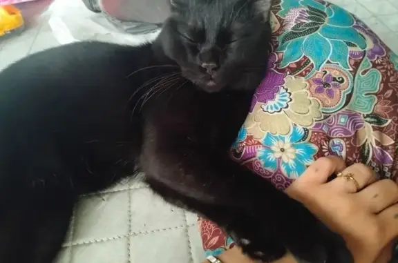 Missing cat Hougang, photo: Lost cat, Bukit Batok West Avenue 8, 438B, Singapore, Hougang — male with a tipped left ear