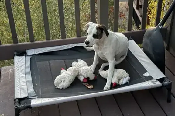 Lost female dog, West Dusty Road, 13078, Franklinton, Baton Rouge — medium-sized white dog with brown spots - photo