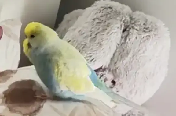 Lost bird, male, Blacktown, New South Wales, Sydney – blue-and-yellow budgie - photo