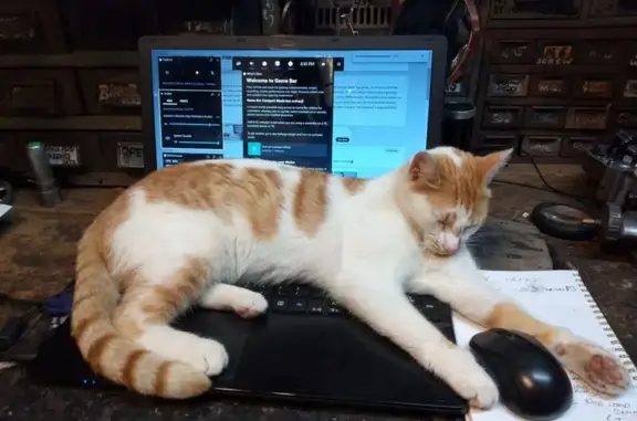 Lost cat, female, Winery Drive, Rockingham, Perth — white with ginger patches - photo