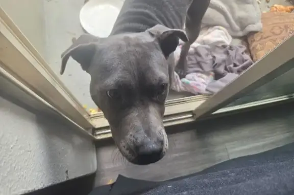 Missing dog Portland, photo: Lost dog, male, West Burnside Street, 601, Portland — brown collar with silver chain