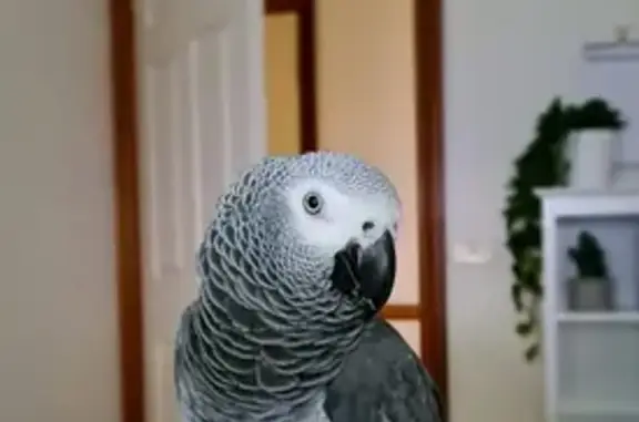 Lost bird, Pecks Road, 102, Hawkesbury City Council, Sydney — female, grey, tame and talks - photo