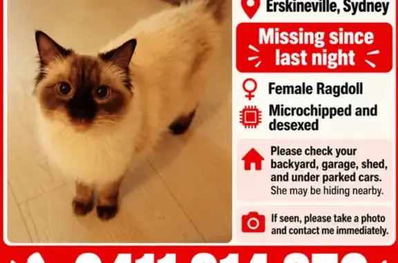 Missing cat Sydney, photo: Lost female cat, MacDonald Street, 72, Sydney — long-haired Ragdoll with blue eyes
