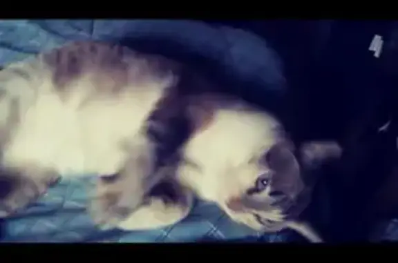 Lost cat, North Montego Drive, 30, Tucson — female Siamese with calico and tabby markings - photo