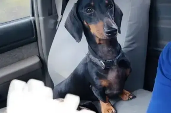 Lost pets Stanhope Gardens, photo: Lost female dog, Bella Vista Drive, 15, The Hills Shire Council, Stanhope Gardens — black & tan miniature dachshund