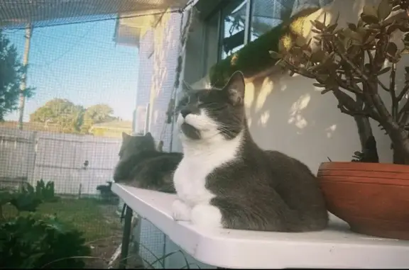 Lost male cat, Jacaranda Drive, 53, City of Moreton Bay, Oxford Park - grey and white shorthair - photo