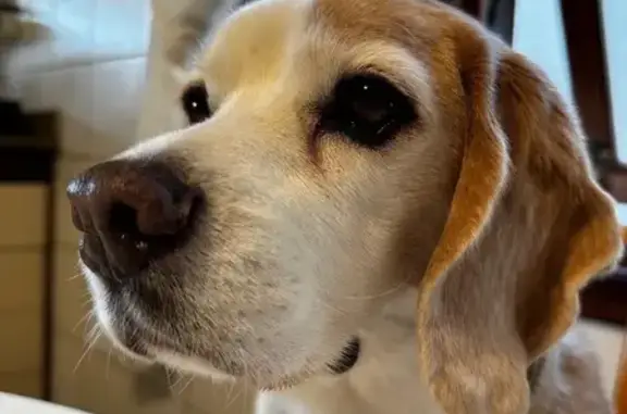 Cachorro perdido na Av. DF-425, Brasília — Beagle bicolor, 15 kg