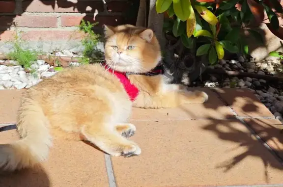 Gato perdido, macho, Carrer d'Isaac Albéniz, 1, Barberà del Vallès, Mollet del Valles — naranja y peludo - photo