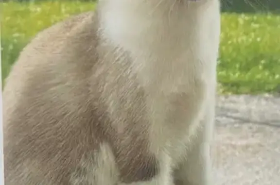 Desaparició por la noche. Es una gata castrada y con microchip. Parece siamesa. En la foto se ve bien.