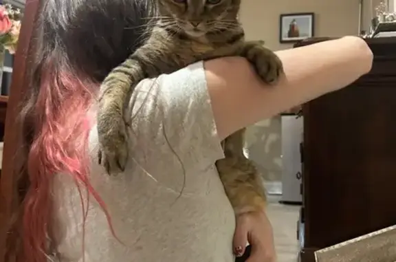 Lost female cat, Lido Drive, 1053, Annapolis — brown tabby with a cookie-dough-colored natural collar - photo