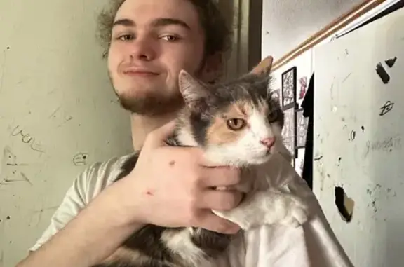 Lost cat, East Catawba Avenue, 323, Mount Holly, Charlotte — adult female with white, gray, and tan fur - photo