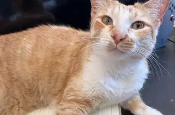 Gato perdido, Carrer Juan Sebastián Elcano, 3, Sant Joan d'Alacant, El Campello — hembra, ojos verdes - photo
