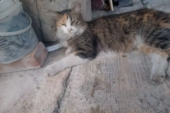 Gato perdido, Calle Casa de las Monjas, San Nicolás de los Garza, San Nicolas de los Garza — se revuelca en el piso - photo