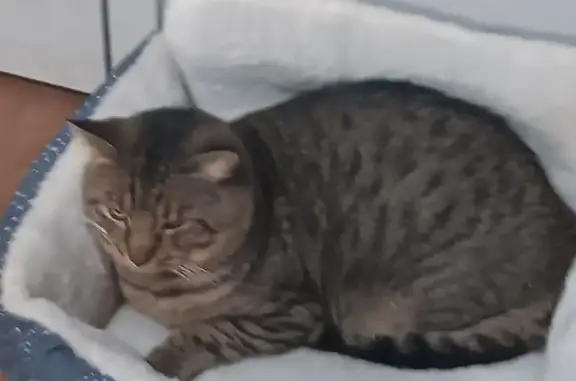 Lost cat, male, Interurban Avenue South, 14800, Tukwila — gray-brown with black markings - photo