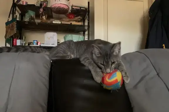Lost cat, Tranquility Road, 17520, Purcellville — grey and white male with yellow eyes - photo