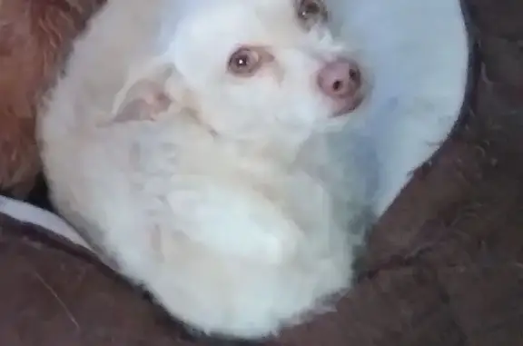 Lost pets Dallas, photo: Lost male dog, South Denley Drive, 1922, Dallas — blind in both eyes