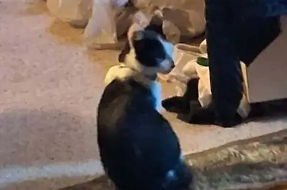 Lost male cat, Longbell Road, 991, Mossyrock — black-and-white tuxedo, very friendly - photo
