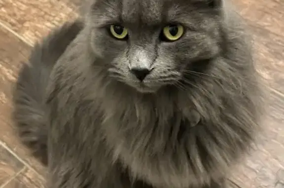 Lost pets Phoenix, photo: Lost cat, East Larkspur Drive, 2360, Phoenix — gray coat and colorful southwestern collar