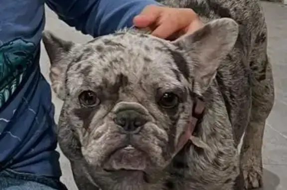 Lost dog, Brooklyn Avenue, 8425, Kansas City — female French bulldog with gray tones - photo