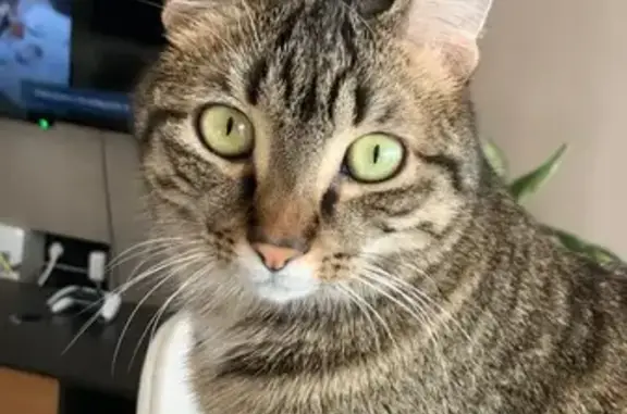 Gato perdido, Avinguda de la Costa Blanca, 66, Alacant, Pozuelo de Alarcon — muy cariñoso - photo