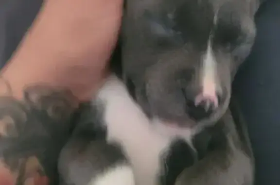 Lost dog, Menaul Boulevard Northeast, 12080, Albuquerque — 7-week-old blue-nose pit bull puppy - photo