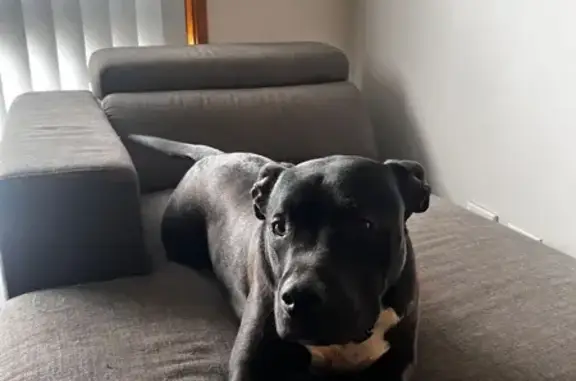 Lost pets Saint Marys, photo: Lost dog, Victoria Street, 134, Penrith, Saint Marys — black, energetic male Staffy cross