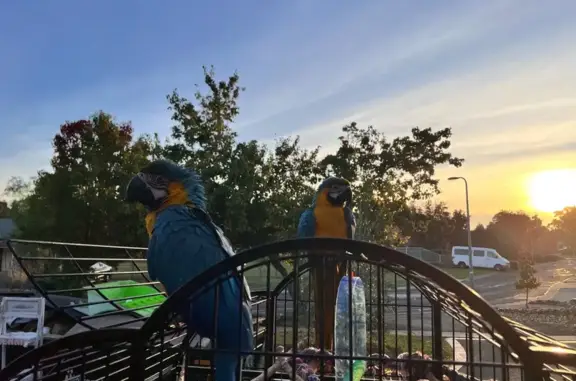 Lost pets Hobsons Bay, photo: Lost male bird, Pinnacle Place, 20, Wyndham City, Hobsons Bay — blue and yellow