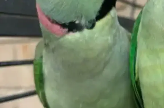 Lost Bird, Naomi Court, Knox City, Melbourne — male Alexandrine parrot - photo