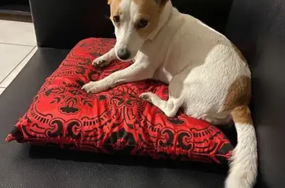 Lost Dog, Barrackpur Road, Bluff, Berea — female Jack Russell with white fur and tan patches - photo