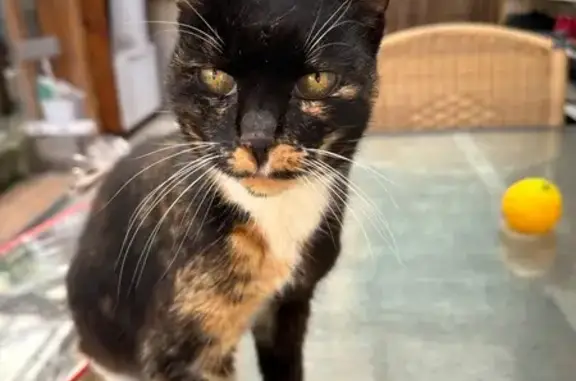 Lost Cat, Queen Victoria Street, 63, Bayside Council, Mascot — female tortoiseshell cat - photo