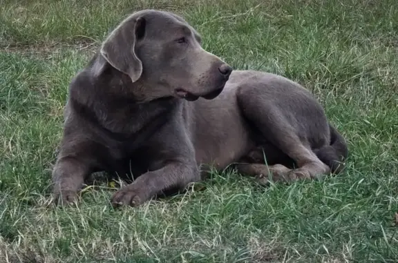 Lost Dog, male, Sloan Road, South Carolina, Spartanburg — silver Lab got out of a fence - photo