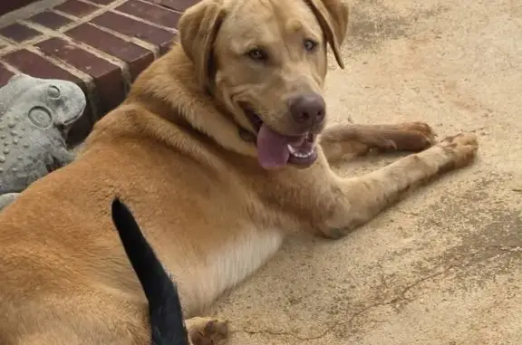 Lost Dog, Sloan Road, South Carolina, Spartanburg — male yellow Lab - photo
