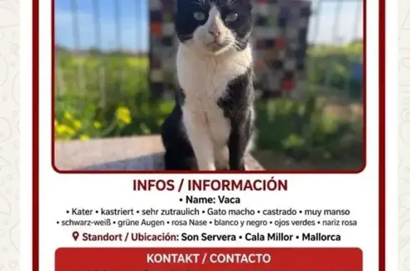 Gato perdido, Calle Ametller, 1, Manacor — blanco y negro y muy manso - photo