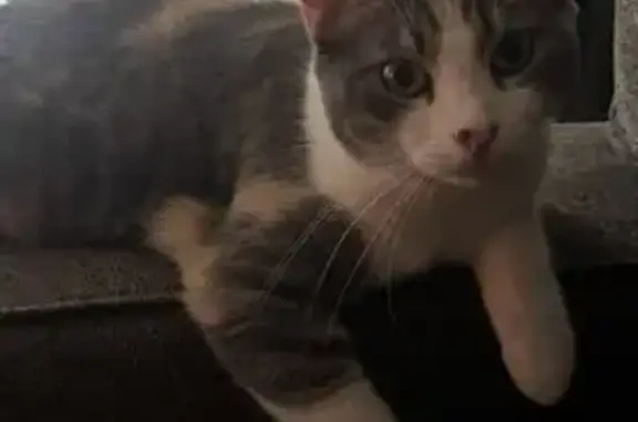 Lost pets Phoenix, photo: Lost cat, West Cheryl Drive, 3161, Phoenix — female with pink-nose markings