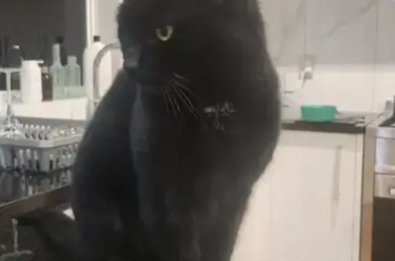 Lost pets Rockbank, photo: Lost cat, female, Malua Road, 8, Melton, Rockbank — black with a white chest spot