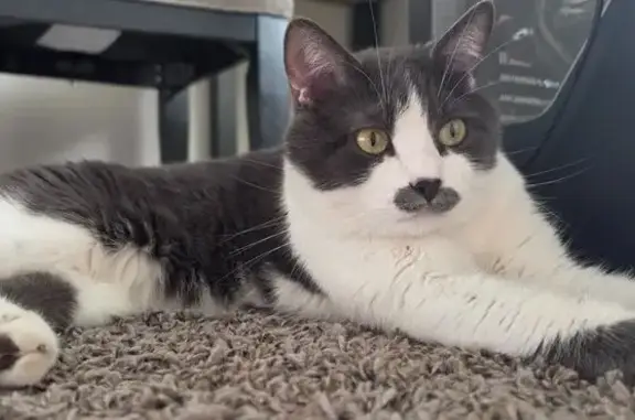 ​He is a grey and white tuxedo cat with no collar, but he is microchipped. His most distinctive feature is a unique, mustache-like mark on his nose and mouth.